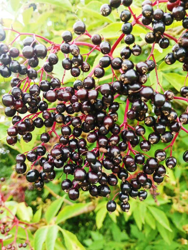 Ripe elderberries